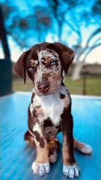 5 Facts About the Bold and Unique Catahoula Leopard Dog