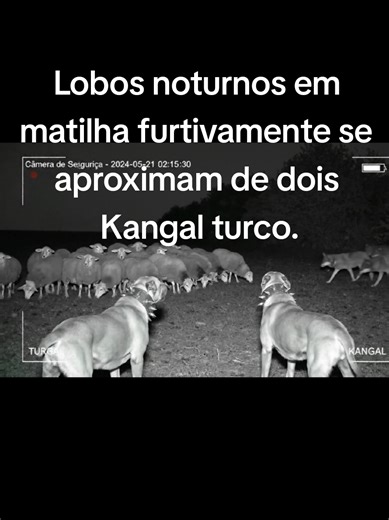 Lobos noturnos furtivamente se aproximam de dois Kangal Turco que protegiam um rebanho de ovelhas na turquia.#wolf #kangal #wolves #nightvision #fyp