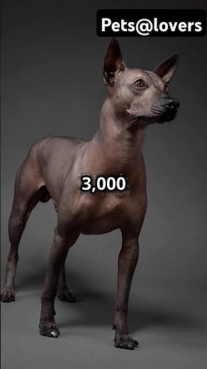 Meet the Xoloitzcuinti The Mexico's Ancient Canine