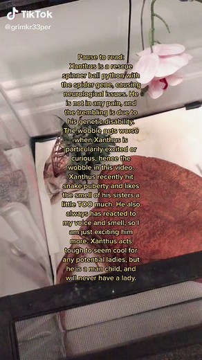 #ballpython #snakes #snakesoftiktok #ballpythonsoftiktok #animals #cutepets #funnypets #reptile #reptiles #foryoupage #foryou #animal #snake #cute