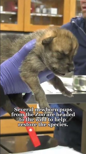 Mexican Wolf Recovery Program