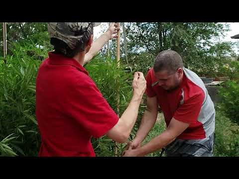 How to Maximize Cannabis and Hemp Yield, While Protecting Plants from Wind Damage, by Trestling.