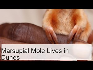 The marsupial mole is a subterranean inhabitant of sand dunes