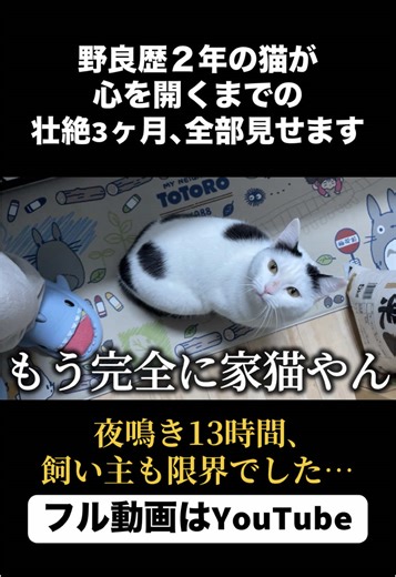 【保護猫】野良歴2年→家猫になるまでの壮絶3ヶ月。夜鳴き13時間、飼い主も限界でした…【ピプーと鳴く猫/国子】 ▶︎ YouTubeはプロフィールのリンクから🐾 #猫#猫お#おすすめ保#保護猫元#元野良猫ね#ねこ猫#猫親子猫#猫のいる暮らし猫#猫好きさんと繋がりたい猫#猫のいる暮らしね#ねこのいる生活cat
