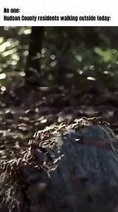 2K views · 12 reactions | New Jersey is currently experiencing an aphid invasion, causing concerns among residents. Aphids are small insects that feed on plant sap, weakening plants and reducing crop yields. While not dangerous to humans or animals, their rapid reproduction and plant damage make them a significant nuisance. | HudPost | Facebook