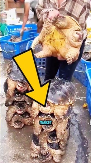 Why Turtles Are Farmed in China 🐢 | Surprising Farming Method