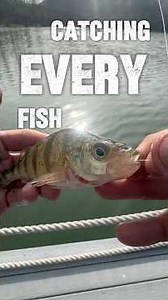 Catching the Perch (Catching Every Fish in Ohio)