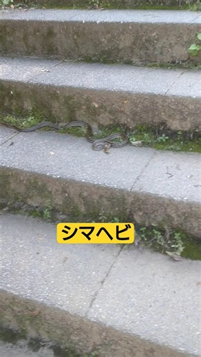 大山ケーブル駅の石段に🐍シマヘビ