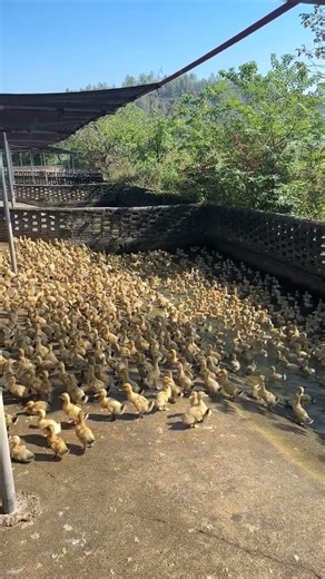 The little duck is enjoying the morning sunlight #duck #duckling #cute #funny #animals #birds #viral