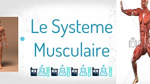 le systeme musculaire