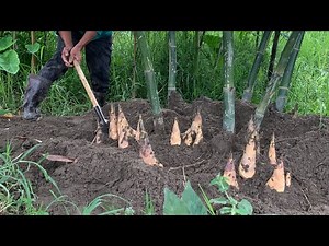 採收綠竹筍～一棵竹樹挖出二十幾顆筍～讚