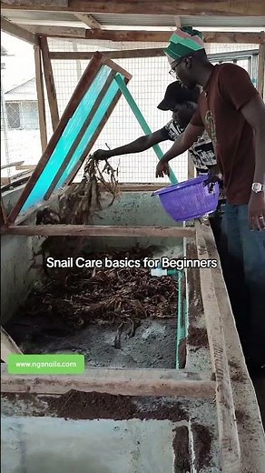 Snail care basics for beginners. #snailcare #petsnail #hobbytips #snailfarm #petcare #ngsnails