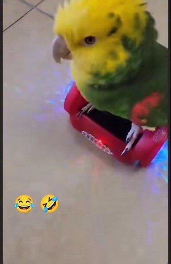 Funny Parrot 🦜 😄 #funnybirds #funnyvideo #fun