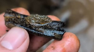 Finding fossils that once lived in Earth’s ancient seas