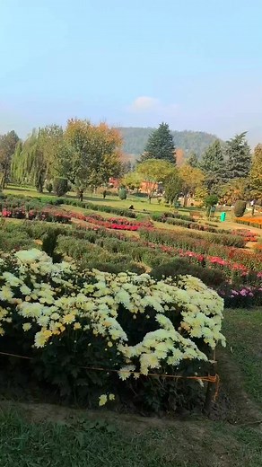 Beautiful flowers of botanical Garden❤ | Beautiful mountain path