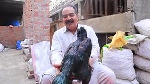 7.2K views · 232 reactions | Aseel Legs Weakness Treatment by Ustad Rana Safdar | Aseel Breed for Sale in Pakistan | Facebook