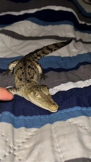 Tiny Crocodile to Giant Crocodile Transformation 🐊🔥 #shorts #viral