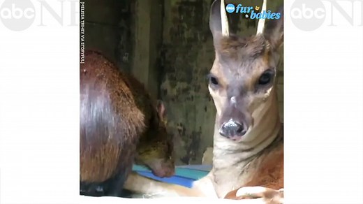 Deer and agouti rescued from animal trafficking become best friends