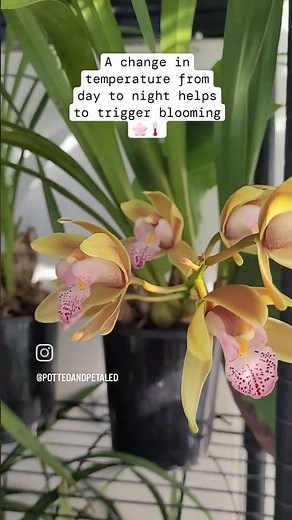 Cymbidium Orchid Care | Plant Care Tips