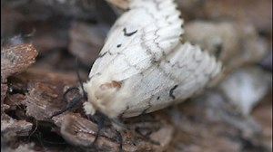 State working to keep destructive gypsy moths away