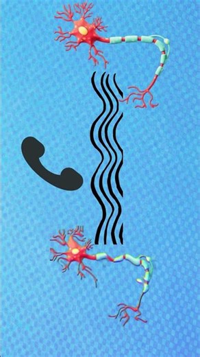 LAS NEURONAS: LA COMUNICACIÓN CEREBRAL
