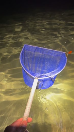 Tide poolin with @paulcuffaro 🐠🔦🪣🪸 #fish#fishing#hawaii#aquarium#fishkeeping#fishtank#coral#reef#tidepools#hawaiifishing#hawaiilife#night#viral#fyp#nature#animals#ocean#wild#wildlife#short#instagram#adventure#fun | Hawaiifish55g