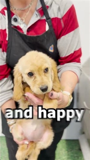 Not every dog should be bred. For us, two things always come first: health and personality.