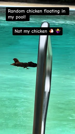 This lone chicken floating in my pool 😳😬🤣#chicken #notmychicken #poollife #random #funnytiktok #animals