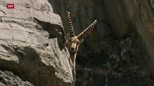 Dokumentationen in anderen Landessprachen von Play Suisse - Der Steinbock