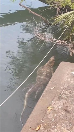 A Moment With One of Thailand’s Most Powerful Reptiles 🦎#watermonitor#monitorlizard#reptiles
