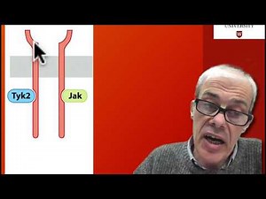 4.7 Jak-STAT pathway