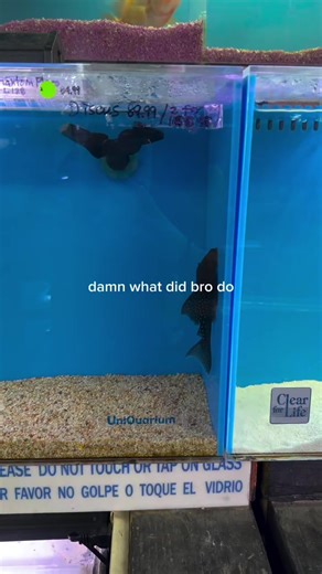 Sao bọn nó kì thị con cá dọn bể thế nhỉ....🤣🤣😂😂😂 #haihuoc #beca #cadonbe