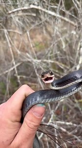 674K views · 10K reactions | Do you like my Everglades friends? ##everglades #foryou #wildlife #conservation #florida | Fishingarratt | Facebook