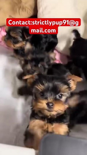 Adorable Yorkie Puppies That Will Melt Your Heart 🐶✨