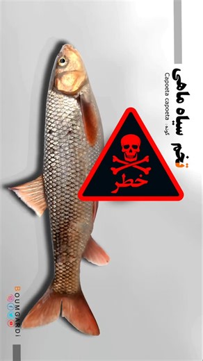 ‎بوم گردی | Boumgardi‎ on Instagram‎: "خوردن اشپل (تخم) کدوم ماهی خطرناکه. سالم ترین اشپل برای کدام ماهیه؟ اشپَل (در زبان گیلکی و مازندرانی: اشپل) به تخم ماهی که از شکم آن بیرون میارن و مصرف خوراکی داره گفته میشه. در شمال ایران و شهرهای ساحلی، به ویژه استان گیلان، با اشپل ماهی‌سفید خوراک های مغذی و خوشمزه ای مثل کوکو و...درست می‌کنند و از غذای معروف و پرطرفدار محسوب میشه، این تخم ماهی حاوی اسید های چرب امگا 3 و منبعی غنی از ویتامین B12 هست. ماهی یکی از سالم ترین غذاهاست و در کنار تشویق به مصرف ا