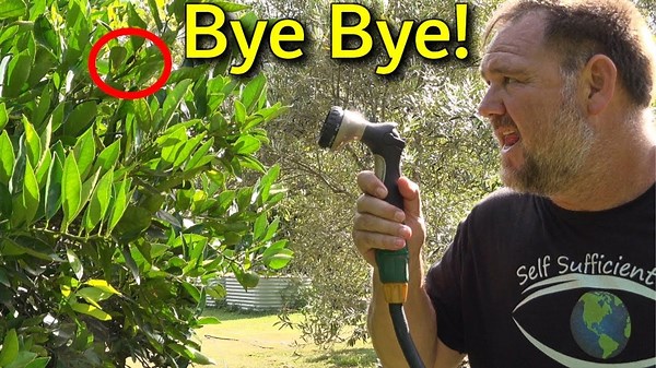 Why I hand water my food garden + honest Hoselink retractable hose reel review