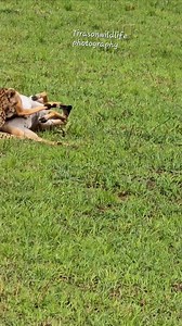 The cheetah delivers a fatal bite to the springbok's throat, strangling it until it suffocates | AnimalsOnly Lite