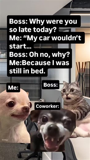Official Evil Dog on Instagram: "🤣😂 Follow for daily evil & hilarious memes ⭐ Official Evil Dog Meme Page Merch in my bio evildogofficial.com (Dark thoughts, don’t take the post seriously)"