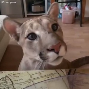 1.3M views · 10K reactions | Messi est un puma qui a été vendu à un...