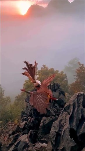 Borneo Dayak Tribe Travel Guide | Kalimantan Rainforest Culture Hornbill Dance 🇮🇩
