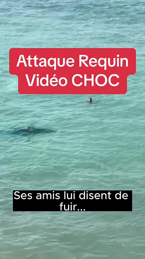 Attaque de Requin à Hurghada : Vidéo CHOC