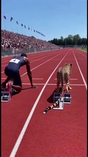 Can the Fastest Human Alive Beat a Cheetah