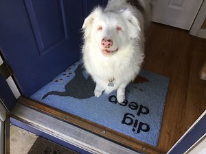 225 reactions · 1K shares | "Home" This video is dedicated to all the blind dogs rescued by BDRA. Dogs who found foster homes and dogs who found forever homes... | Blind Dog Rescue Alliance | Facebook