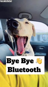 Bye Bluetooth🥺🥺 #351 Street Dog Pluto #streetdogpluto #viralreels #dog #streetdog #dogvlog #animal #reel #plutodog #minivlog | Street Dog Pluto