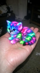 1.8M views · 18K reactions | Neon Cat  #cat #kitten #neon | Cat Vlog | Facebook