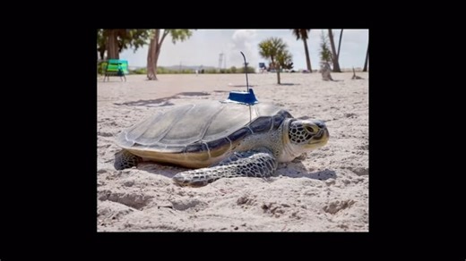 Buckley, the sub-adult green turtle, was found stranded on a rural dirt road after the hurricanes last year, rehabilitated by @floridaaquarium and released with a sat tag in February 2025. We have been following this turtle for the past two months, and are excited to see where it goes next! Don’t forget you can also adopt Buckley and all the other turtles we’re tracking at the link in our bio! | Sea Turtle Conservancy
