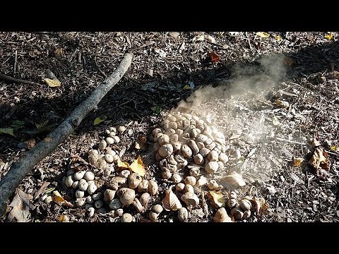 ALIEN Covenant Mushroom Spores In Real Life