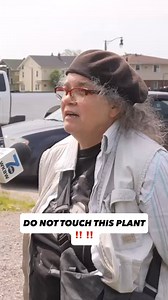 1.5K reactions · 169 comments | Authorities say the invasive hogweed plant has been spotted in Erie County. The plant was located along the shores of Seneca Bluffs Natural Habitat Park. The plant can cause painful burns and scarring. | 7 News WKBW | Facebook