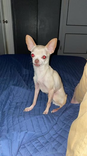 Amazing Balloon Dog Creation You Have to See