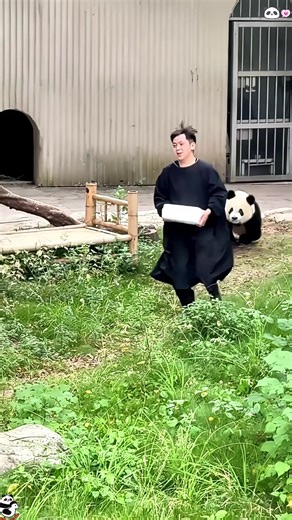 The Adorable World of Pandas